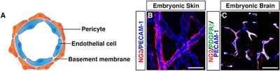 Tissue Specific Origin, Development, and Pathological Perspectives of Pericytes